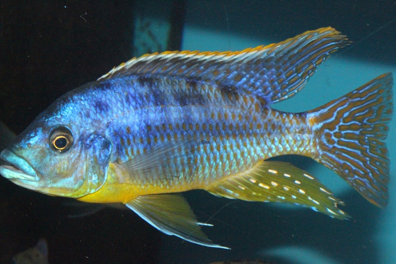 Protomelas sp. 'hertae'